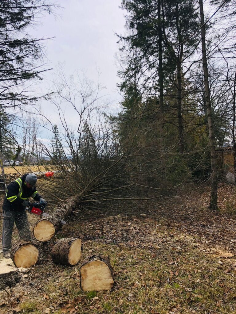 Tree Removal VitBud Landscaping Construction
