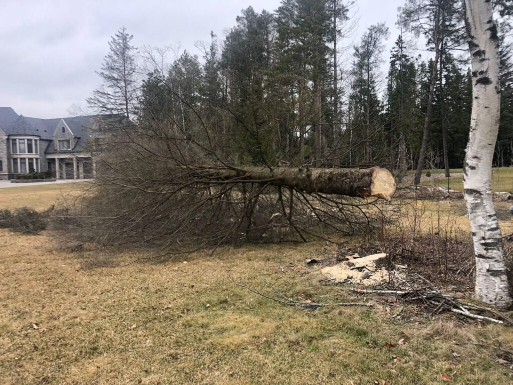 Tree Removal VitBud Landscaping Construction