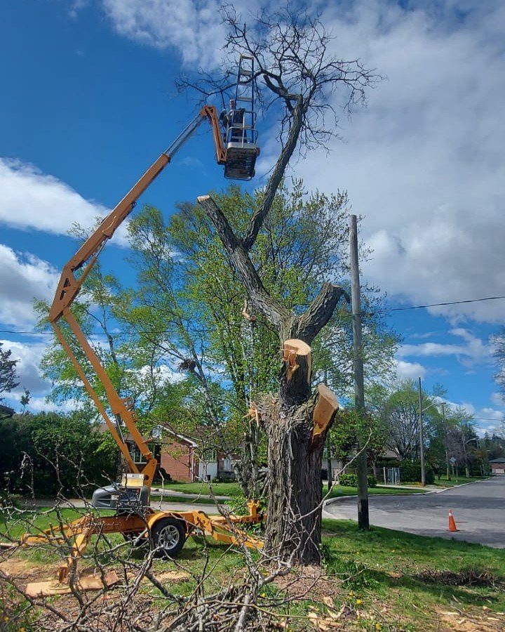 Tree Removal VitBud Landscaping Construction (10)