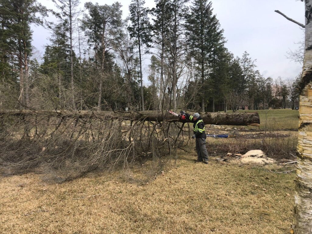 Tree Removal VitBud Landscaping Construction
